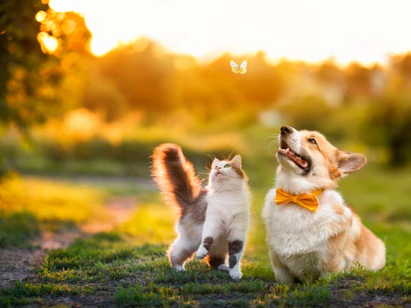 Happy cat & dog playing